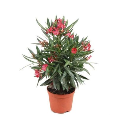 Πικροδάφνη Nerium oleander, Κόκκινο χρώμα