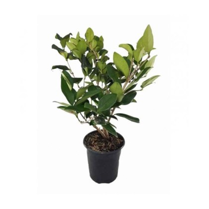 Λιγούστρο Κοινό, Ligustrum Japonicum, 1lt 30-40εκ