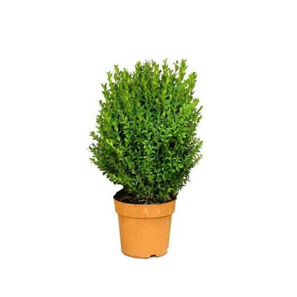 Πυξάρι, Τσιμισίρι, Buxus sempervirens, 1lt 20-30εκ