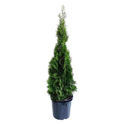 Τούγια Πυραμίδα, Thuja Pyramidalis, 3lt 60-80εκ