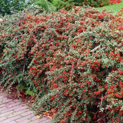 Κυδωνίαστρο, Cotoneaster salicifolius