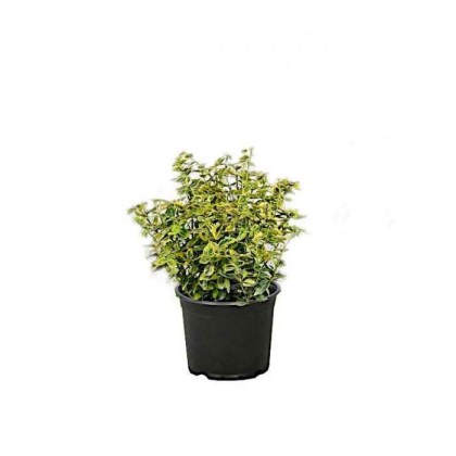 Ευώνυμο Ημιέρπον Δίχρωμο Emerald'n Gold, 3lt 40-60εκ