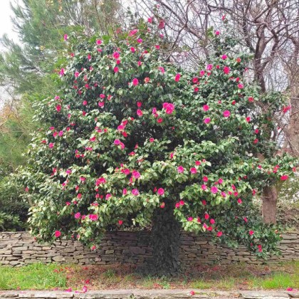 Καμέλια Ιαπωνική, Camellia Japonica