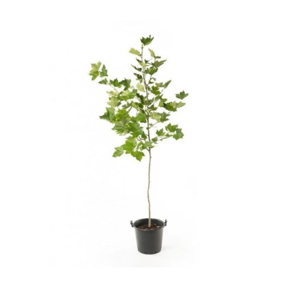 Πλατάνι Καναδά Δέντρο, Platanus x acerifolia, 9lt 175-200εκ