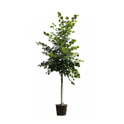 Φλαμούρι Δέντρο - Φιλουριά, Tilia tomentosa, 9lt 175-200εκ