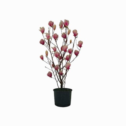 Μανόλια Σουλατζιάνα Θάμνος