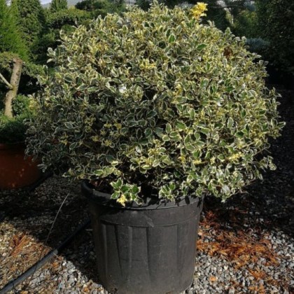 Ιλεξ Ού Πανασέ Πράσινο