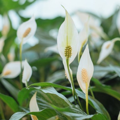 Σπαθίφυλλο (Spathiphyllum wallisii) Φ17 40-60εκ