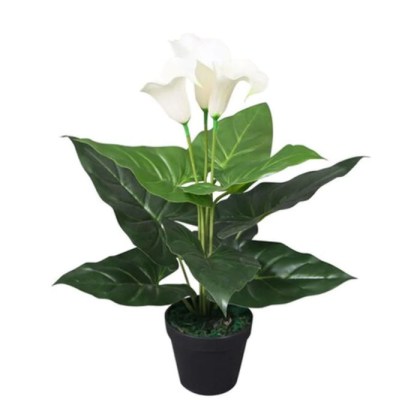 Σπαθίφυλλο (Spathiphyllum wallisii) Φ17 40-60εκ