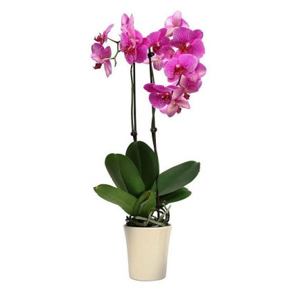 47-orxidea-phalaenopsis-mix-kaspo-12f-70ek