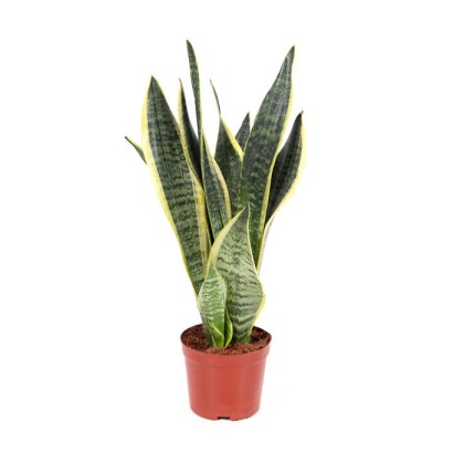 Σανσεβιέρια, sansevieria trifasciata Φ12 30-35εκ