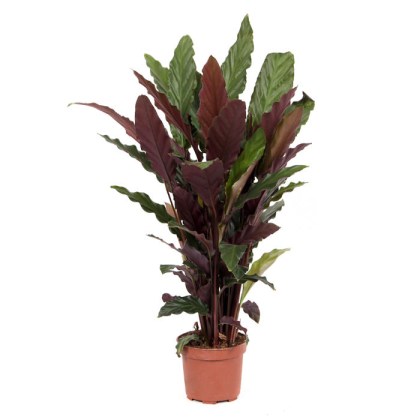 52-kalathea-calathea-rufibarba-tropistar-f17-70-80ek