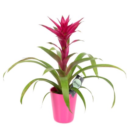 Γκουζμάνια – Guzmania Voila με κασπώ Φ12 40-50εκ