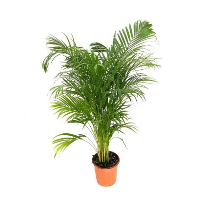 56-areka-dypsis-lutescens-f19-120ek