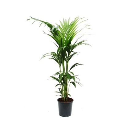 57-kentia-howea-forsteriana-f17-140ek