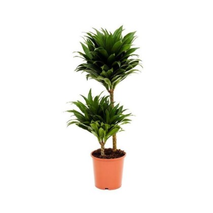 Δράκαινα Dracaena Compacta Φ17 70εκ