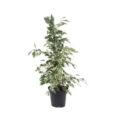 Φίκος Μπέντζαμιν Πανασέ Θάμνος Ficus benjamina Variegata Φ20 80-100εκ