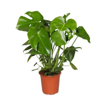 Μονστέρα ή Φιλόδενδρο Monstera deliciosa  Φ15 60-70εκ