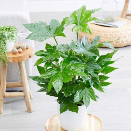 Αράλια ή Φάτσια Aralia sieboldii – Fatsia japonica Φ12 30εκ