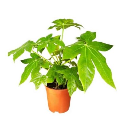 Αράλια ή Φάτσια Aralia sieboldii – Fatsia japonica Φ12 30εκ