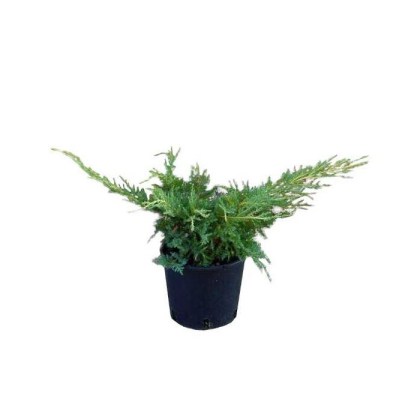 Γιουνίπερος Έρπων Χρυσός Πφιτζεριάνα, Juniperus chinensis Pfitzeriana Aurea