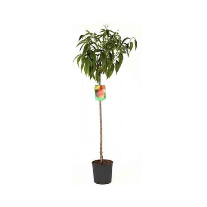 Ροδακινιά δέντρο (Prunus persica) Ρετ Χαβεν