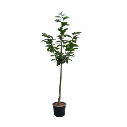 Κερασιά δέντρο (Prunus avium L.) Βυσσινια