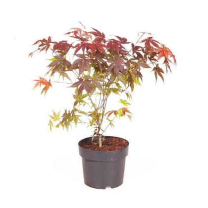 Σφενδάμι Παλαμοσχιδές Κόκκινο Ιαπωνικό, Acer palmatum, Atropurpureum