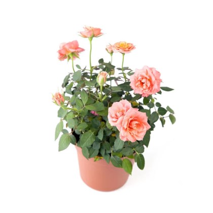 Τριανταφυλλιά μίνι Rosa sp, ύψος 30-40εκ 4lt