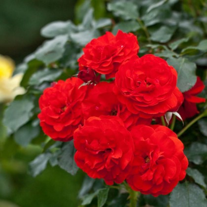 Τριανταφυλλιά θαμνώδης Rosa sp, ύψος 30-40εκ 7lt