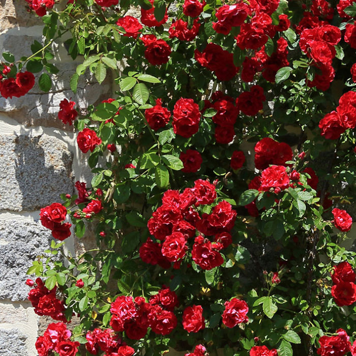 Τριανταφυλλιά αναρριχώμενη Rosa sp, ύψος 60-80εκ 7lt